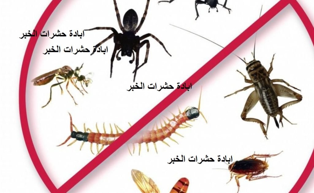 Read more about the article ابادة حشرات الخبر