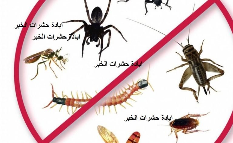 Read more about the article ابادة حشرات الخبر